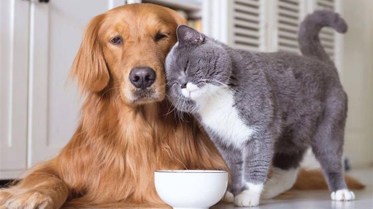 Pet hayvanlarında kimliklendirme için son tarih