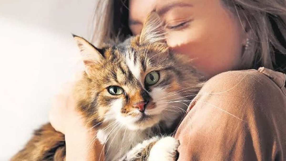 Pet hayvanlarında kimliklendirme için son tarih