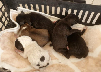 Poşet içerisinde çöpe atılan 5 köpek kurtarıldı