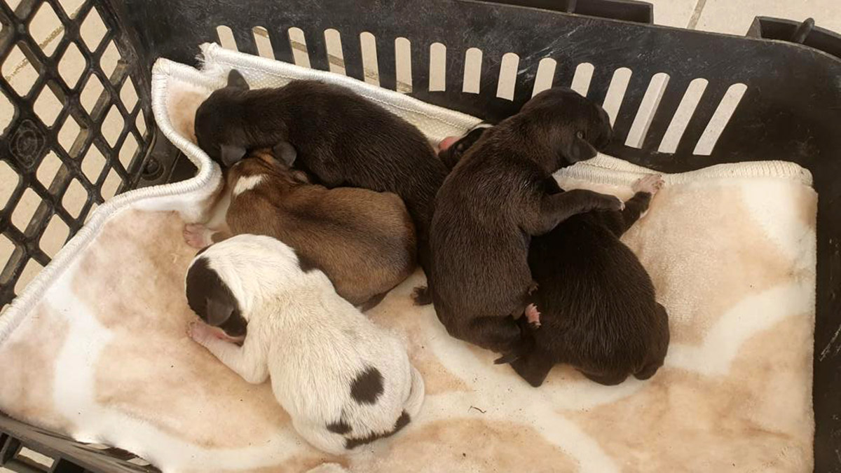 Poşet içerisinde çöpe atılan 5 köpek kurtarıldı