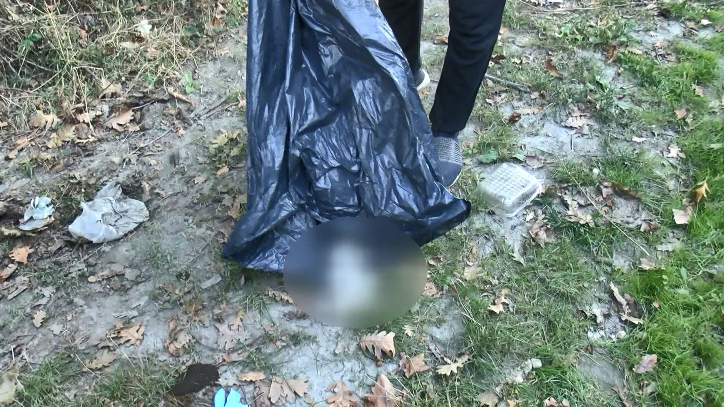 Çok sayıda kedi poşet içinde ormana bırakılmış