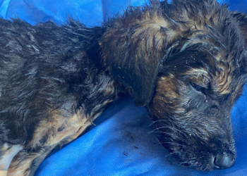 Sıcak asfalta bırakılan 7 yavru köpekten 2'si öldü
