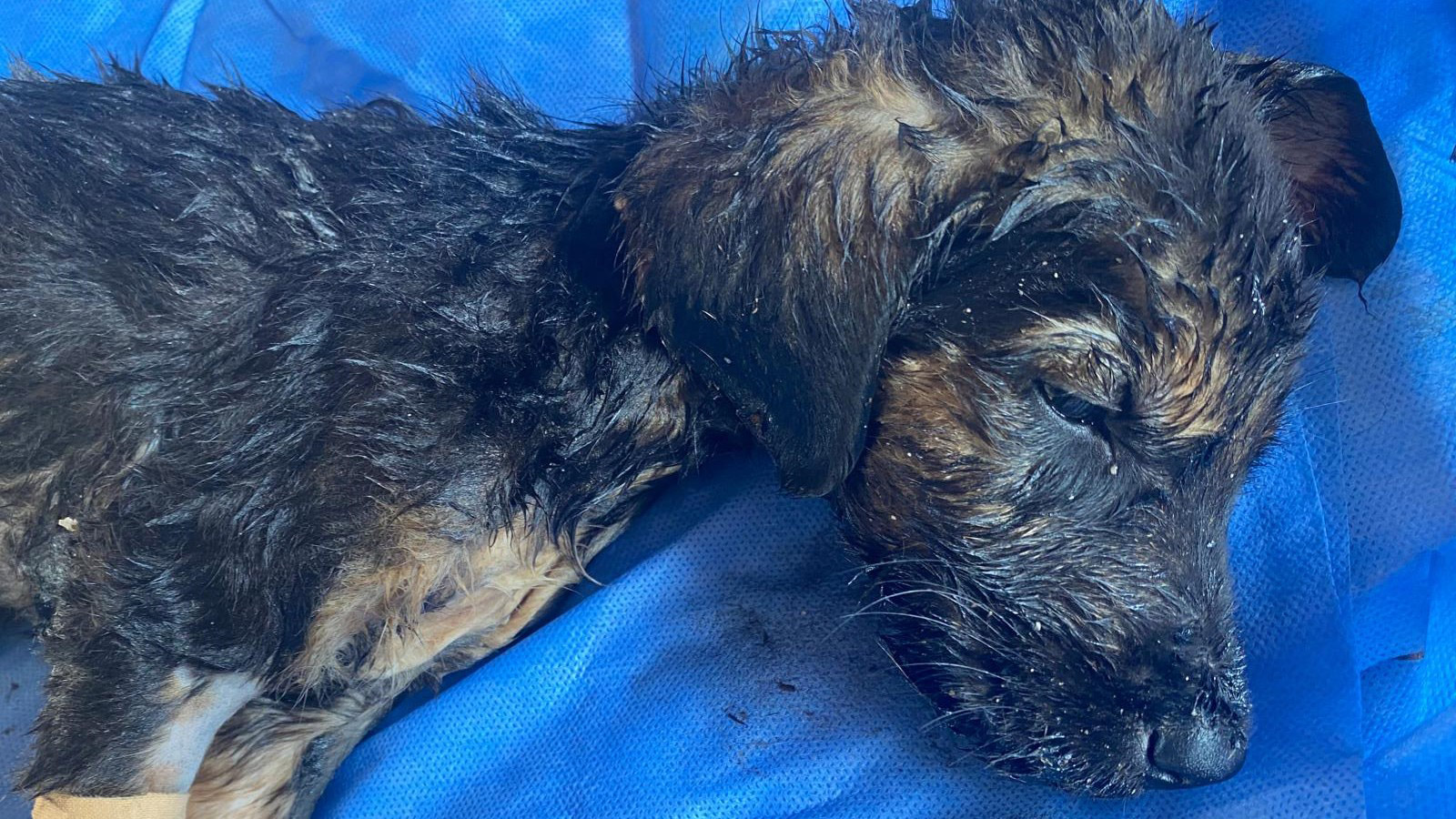 Sıcak asfalta bırakılan 7 yavru köpekten 2'si öldü