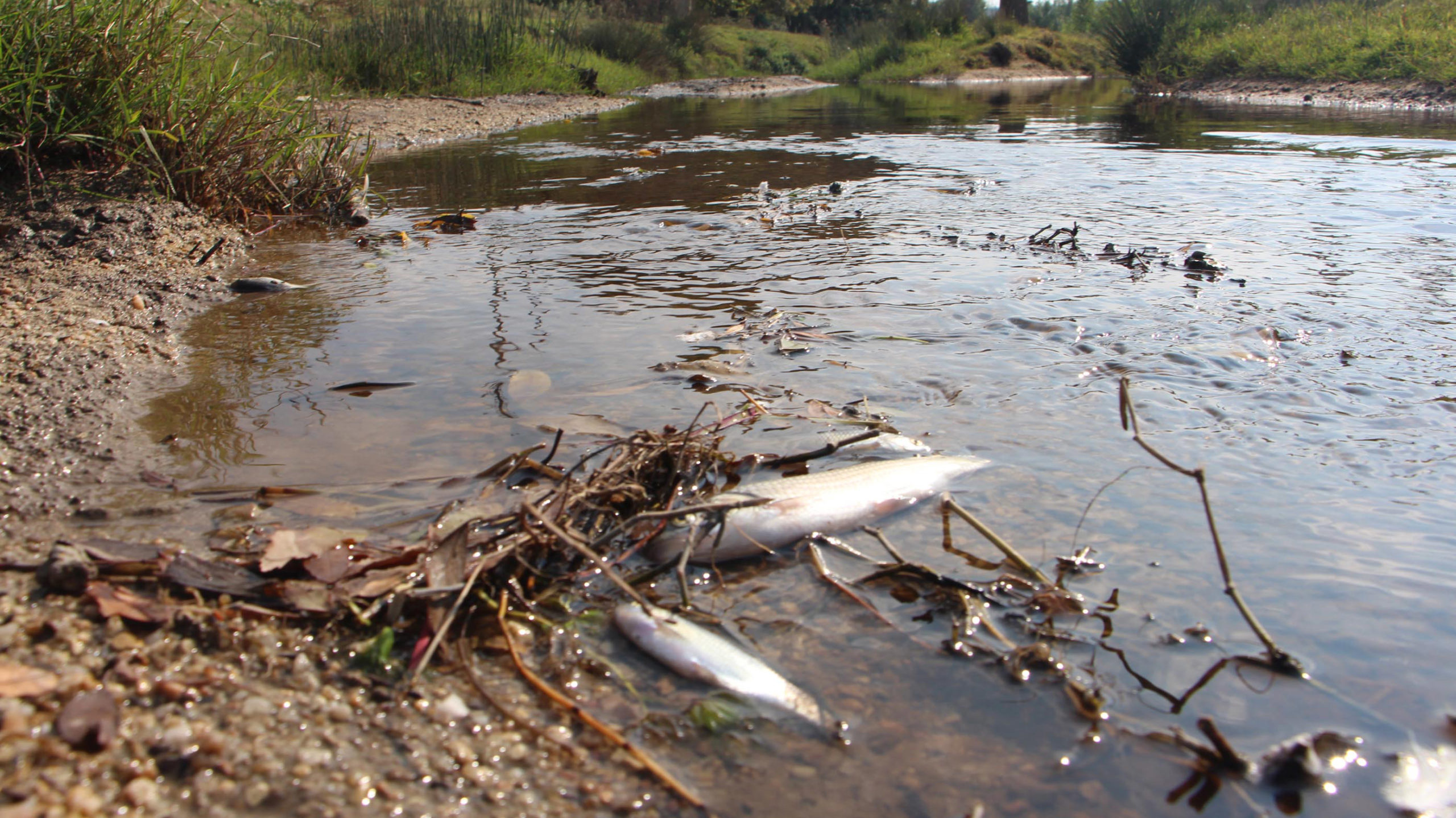 Siyah akan Hasanağa Deresi'nde balık ölümleri
