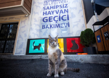 Sokak hayvanlarına 34 ton mama desteği