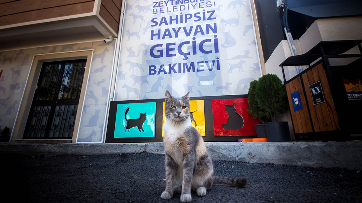 Sokak hayvanlarına 34 ton mama desteği