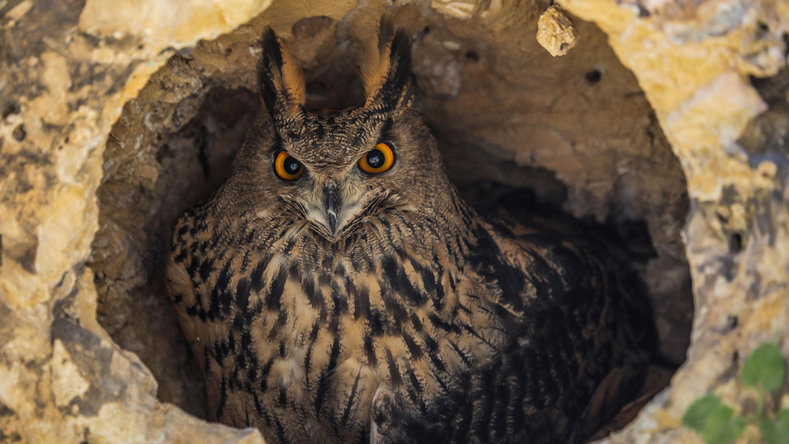 Uçamayan 2 puhu kuşuna yaşam alanı