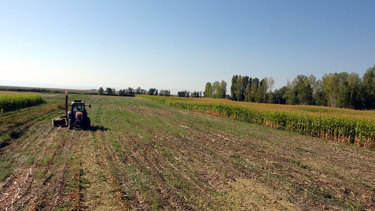 Van Gölü suyunun çekildiği yer tarım alanı oldu