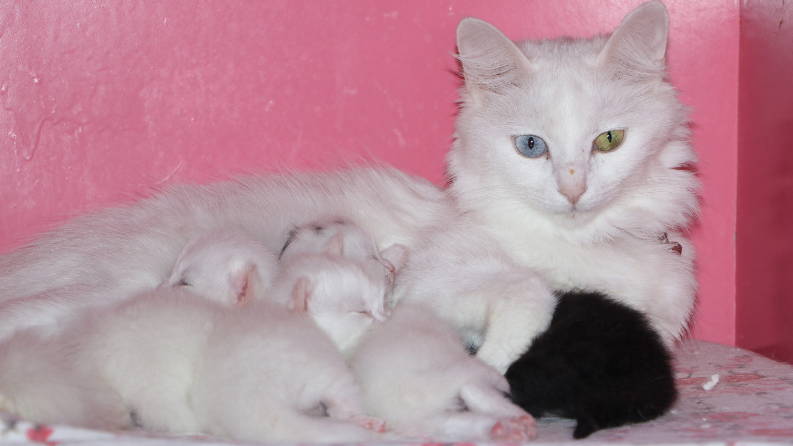 Van Kedi Villası'nda bu yılki doğumlar tamamlandı