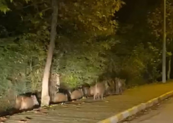 Yalova'da domuz sürüsü kara yoluna indi