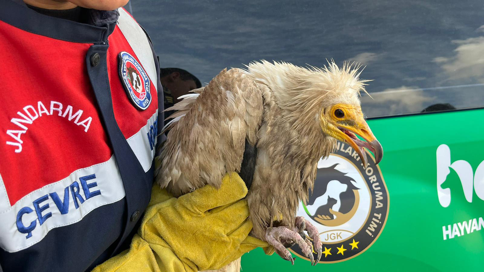 Yaralı Mısır akbabası tedavi altına alındı