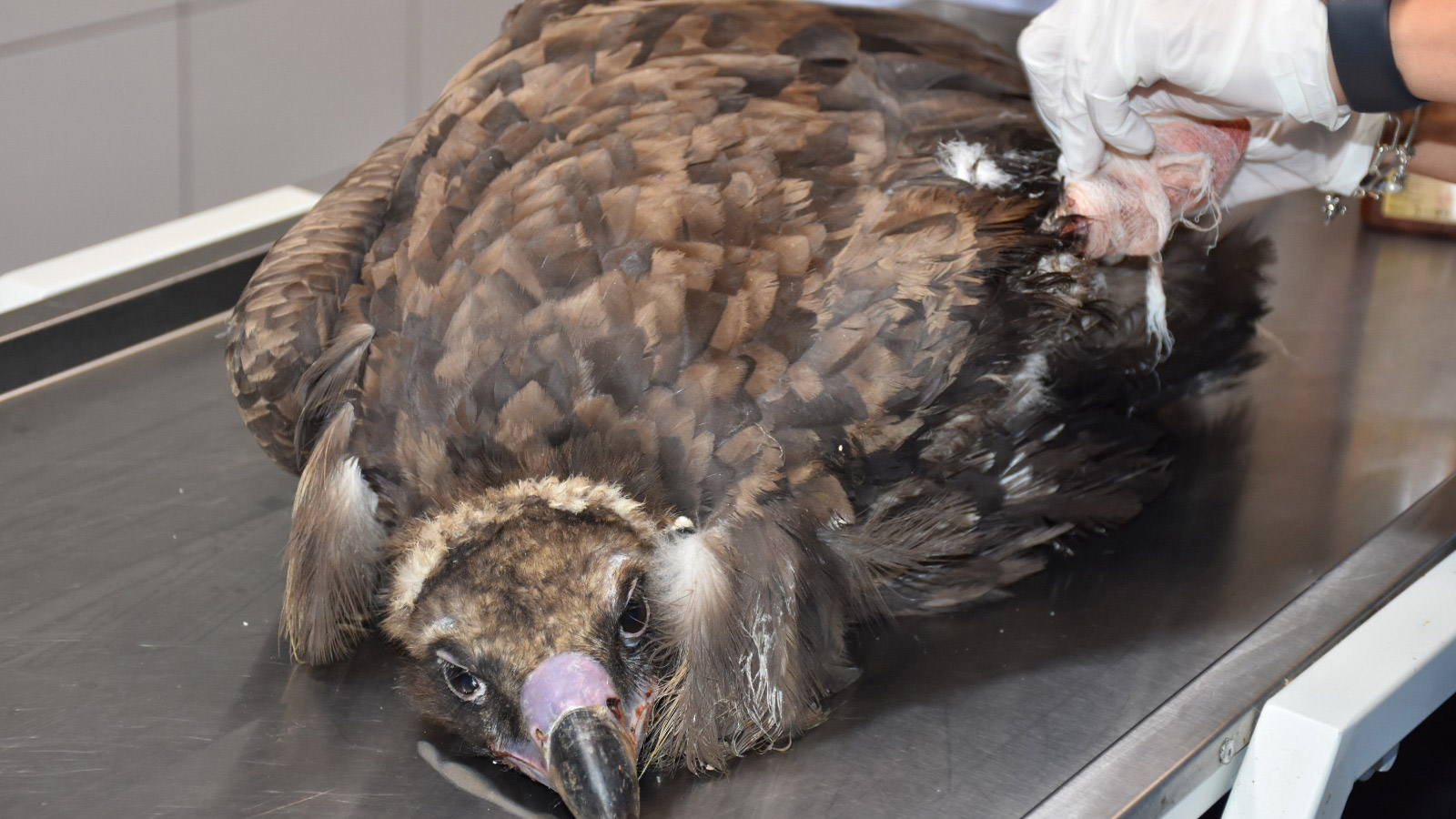 Yaralı bulunan kara akbaba, ampute edildi