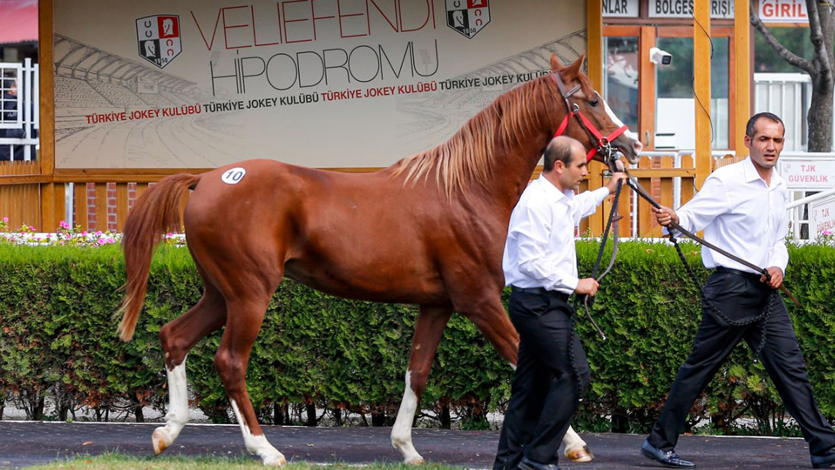 Yılın ikinci elit tay satışında tarihi rekor