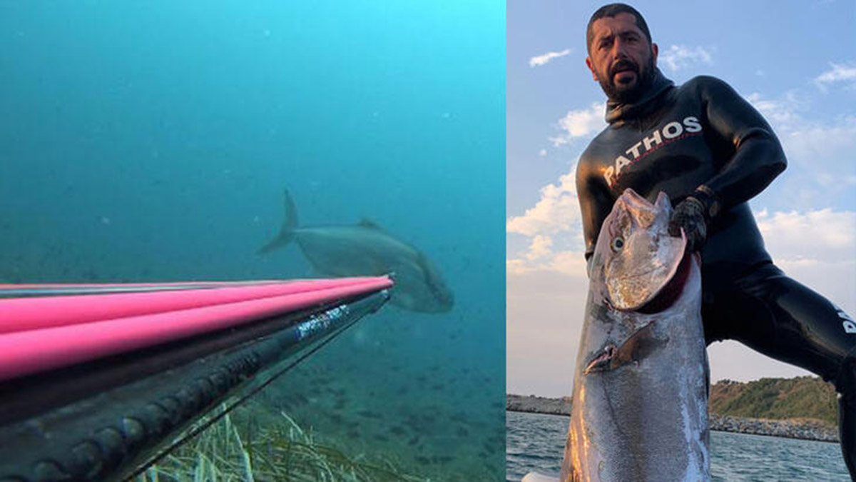 Zıpkınla 35 kiloluk akya balığı avladı