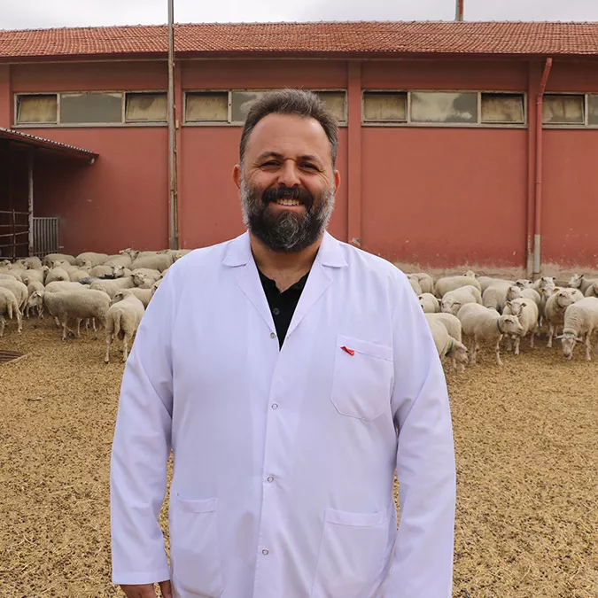 Afyon'da türk texel koyunu üretildi