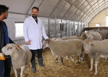 Afyon'da Türk Texel koyunu üretildi