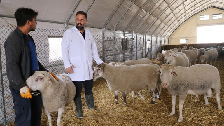 Afyon’da Türk Texel koyunu üretildi