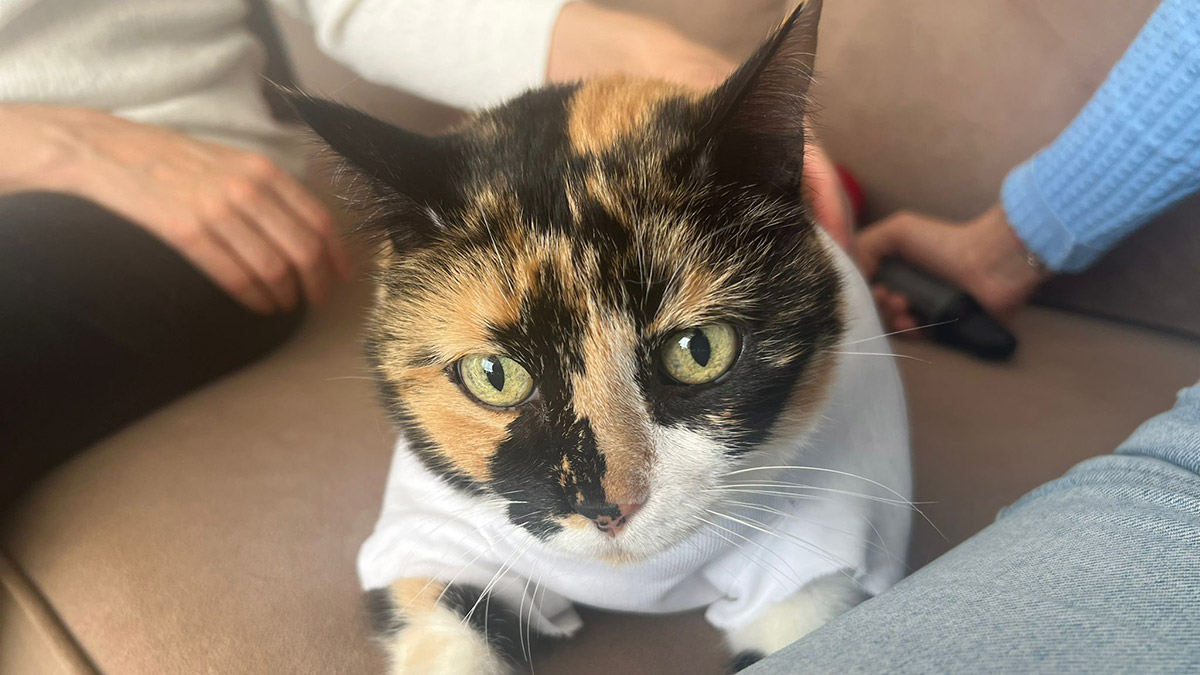 Ankara'da, avukat Hasan Basri Korukluoğlu (42), sırtındaki kitle nedeniyle ameliyat ettirdiği kedisi 'Şeri'ye yanlış tedavi uygulandığı gerekçesiyle tartıştığı veteriner hekim hakkında savcılığa suç duyurusunda bulundu.