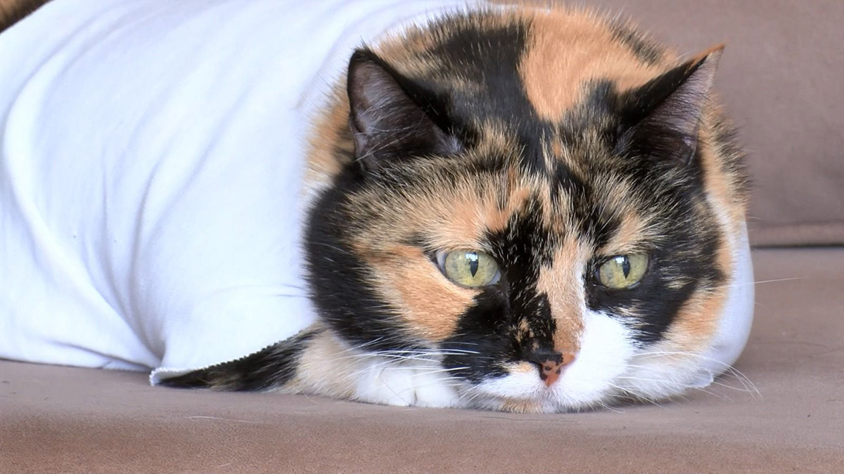 Kedisi 'Şeri'ye yanlış tedavi uygulandı iddiası