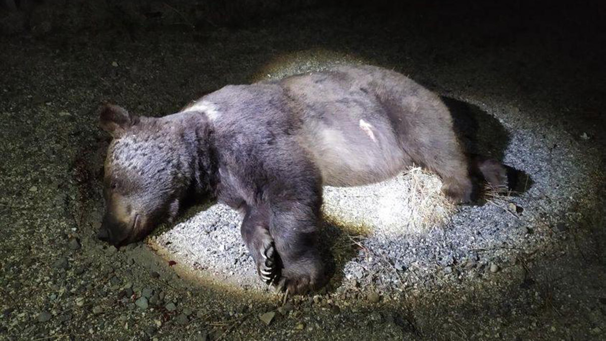 Ticari aracın çarptığı boz ayı öldü