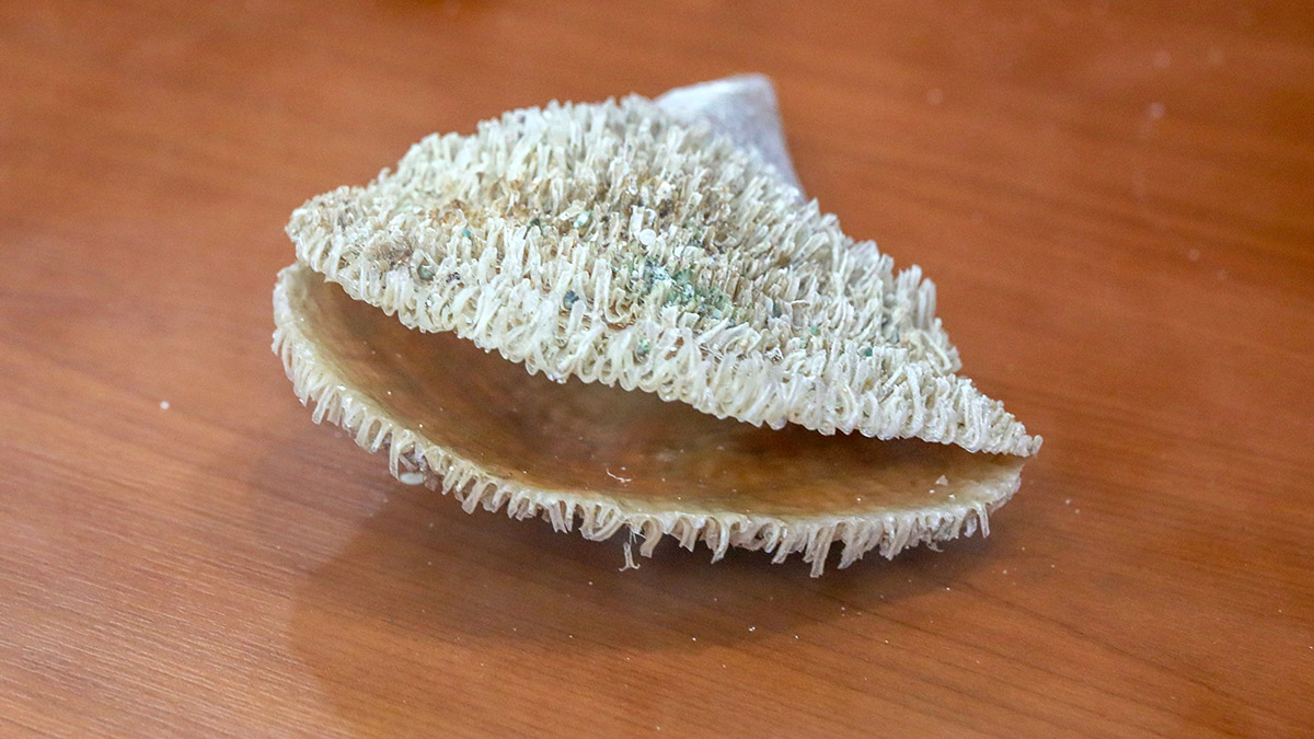 Antalya Körfezi'nde pinalar tükendi