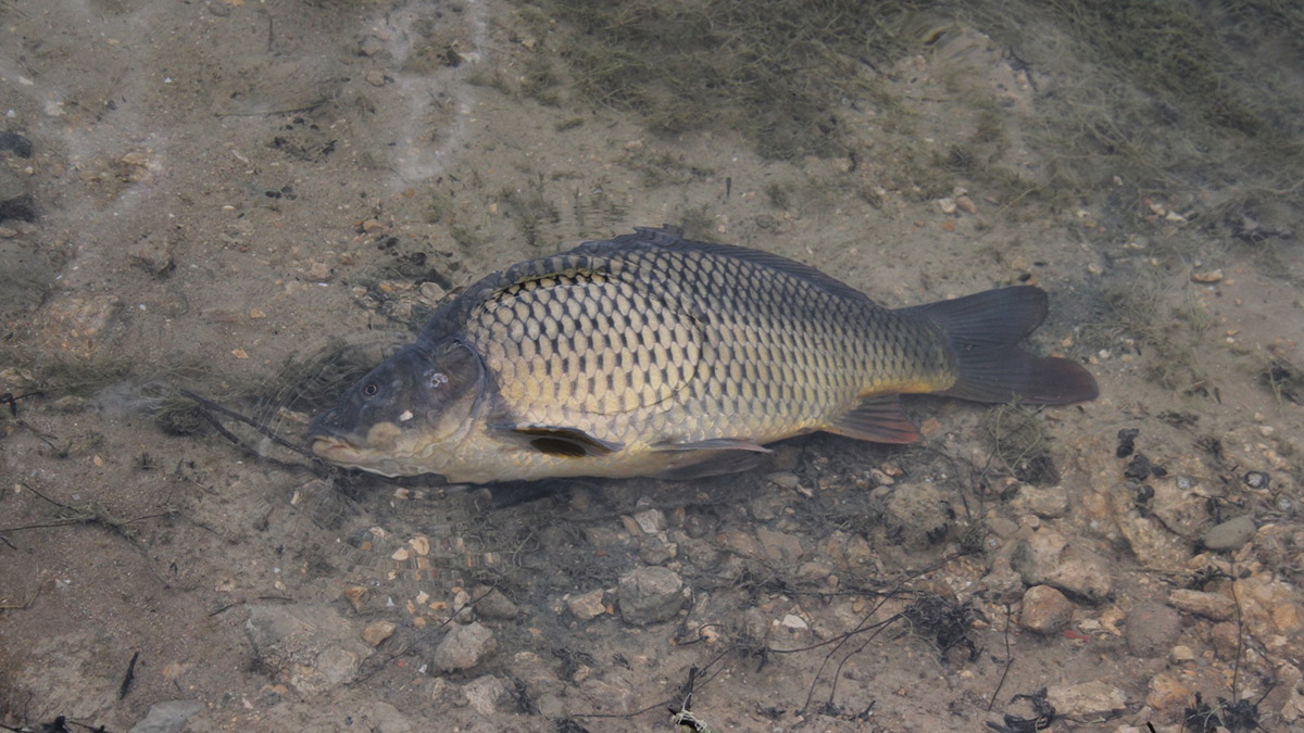 Sazan balığı tutma yarışması sonlandırıldı