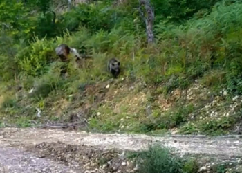 Balkız doğal ortamında görüntülendi