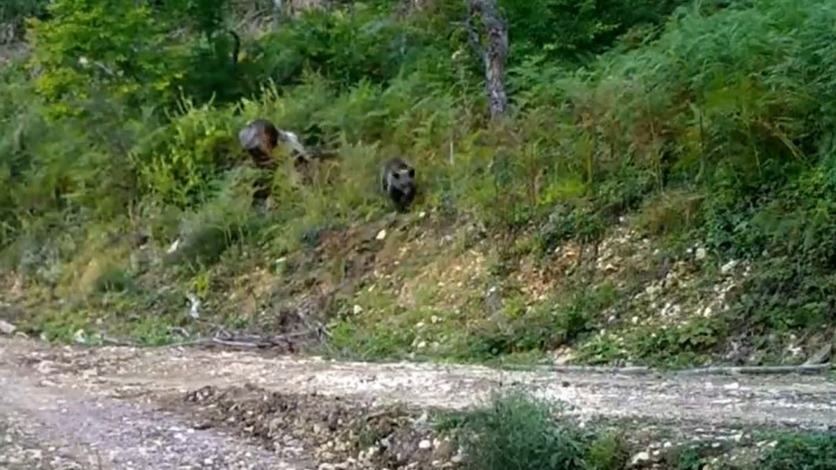 Balkız doğal ortamında görüntülendi