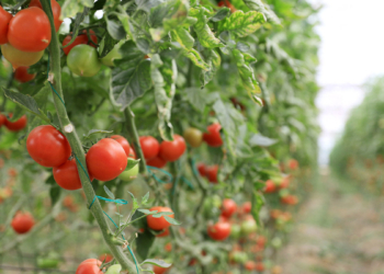 Batı Akdeniz ihracatı 2 milyar doları aştı