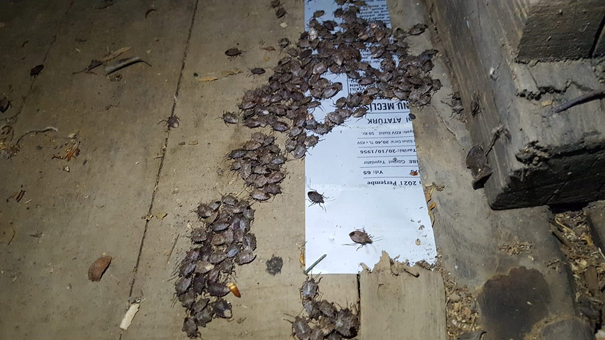 Camili Vadisi kokarca böceğinin istilasına uğradı