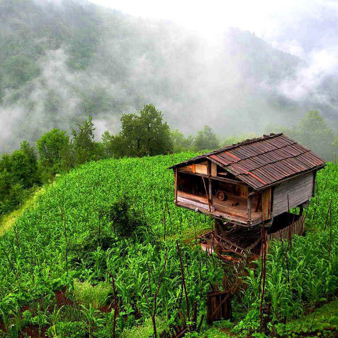 Camili Vadisi kokarca böceğinin istilasına uğradı