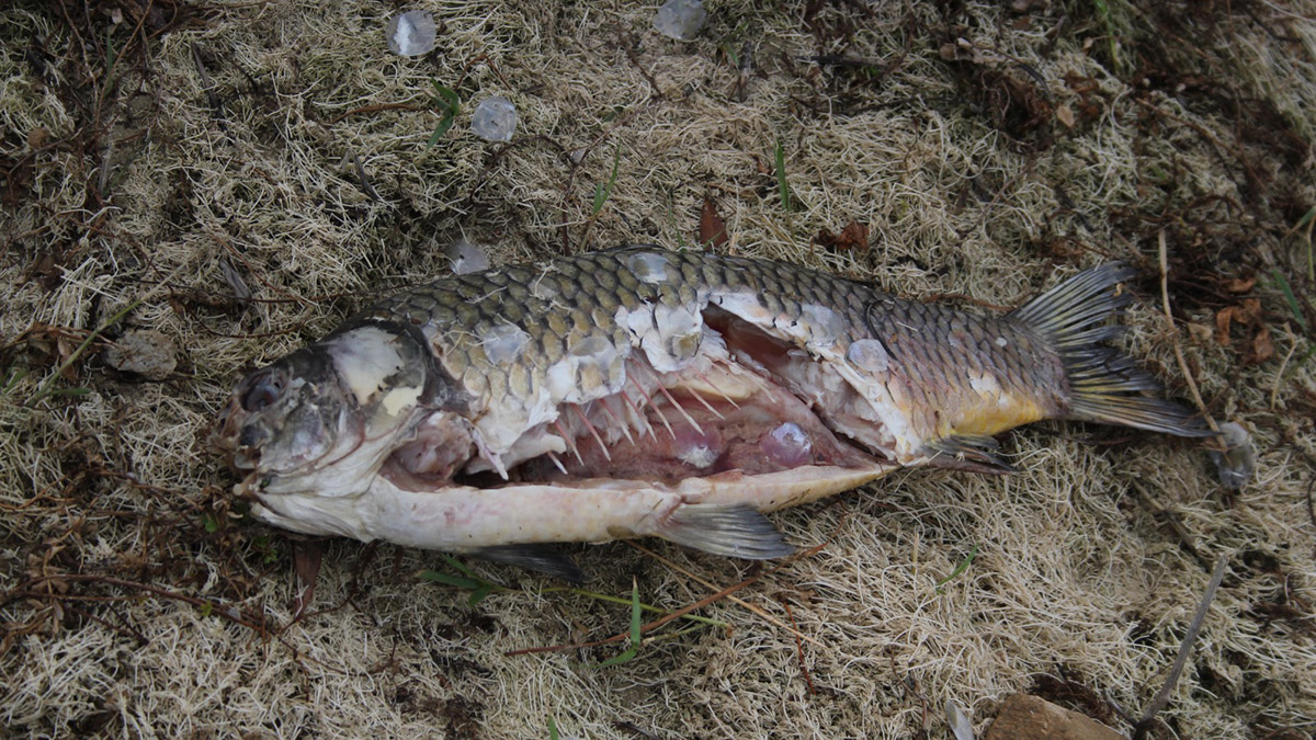 Bolu'da içme suyu barajında balık ölümlerine inceleme