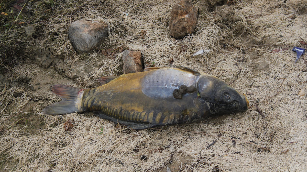 Bolu'da içme suyu barajında balık ölümleri meydana geldi. İl Tarım ve Orman Müdürlüğü ekipleri, sudan ve ölü balıklardan numune alarak inceleme başlattı. 