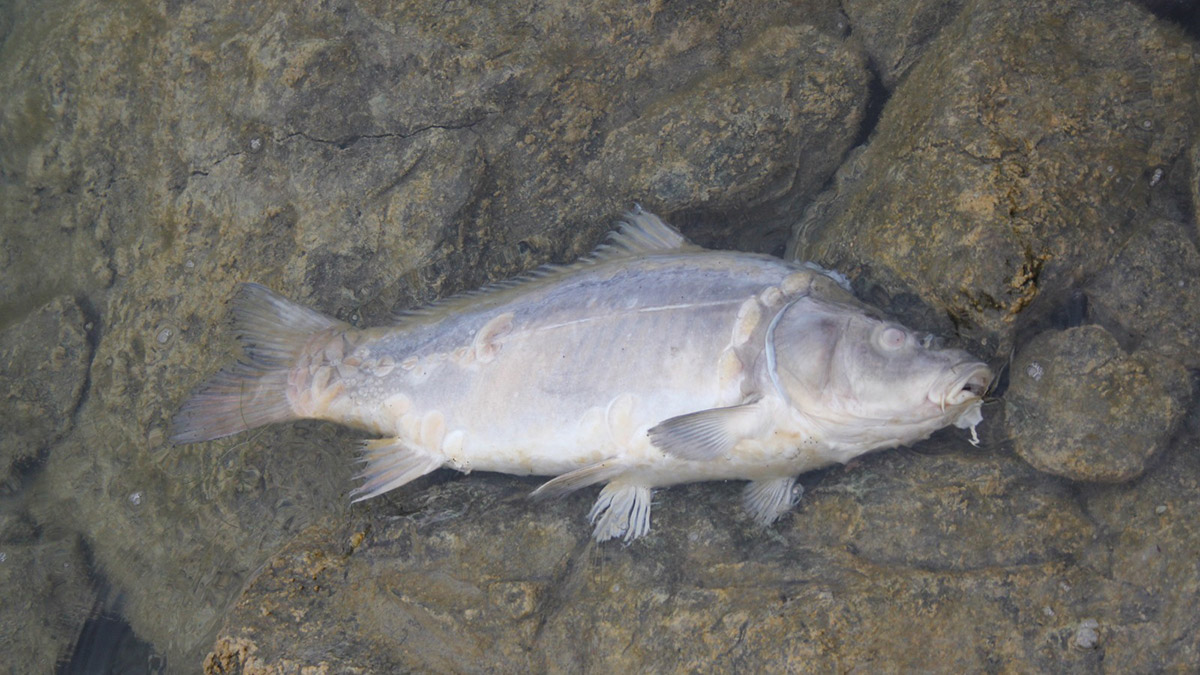 Bolu'da içme suyu barajında balık ölümlerine inceleme
