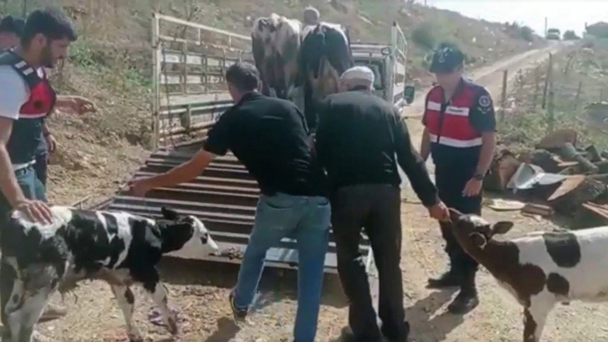 Çalınan hayvanları JASAT buldu