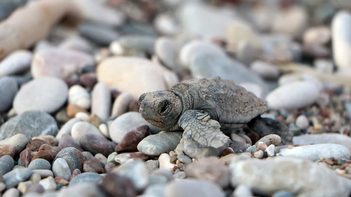 Antalya'nın kemer ilçesindeki çıralı sahilinde, bu yıl 103 yuvadan 3 bin 846 caretta caretta yavrusu denizle buluştu. Yuvalama sezonunun sona erdiği sahilde, geçen yıla oranla deniz ile buluşan yavru sayısı yüzde 27 arttı.