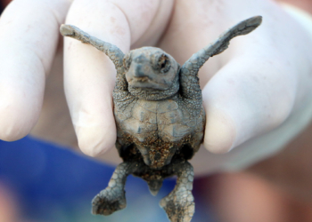 Çıralı sahilinde 3 bin 846 caretta denizle buluştu