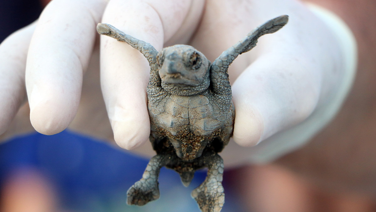 Çıralı sahilinde 3 bin 846 caretta denizle buluştu