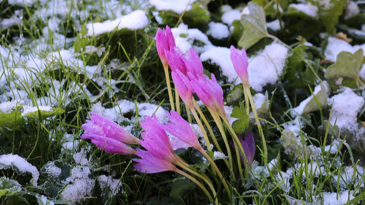 Karadeniz'de vargit çiçekleri açtı