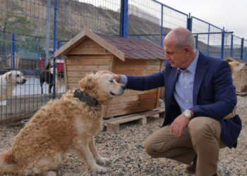 e-Devlet'ten hayvan sahiplenme dönemi