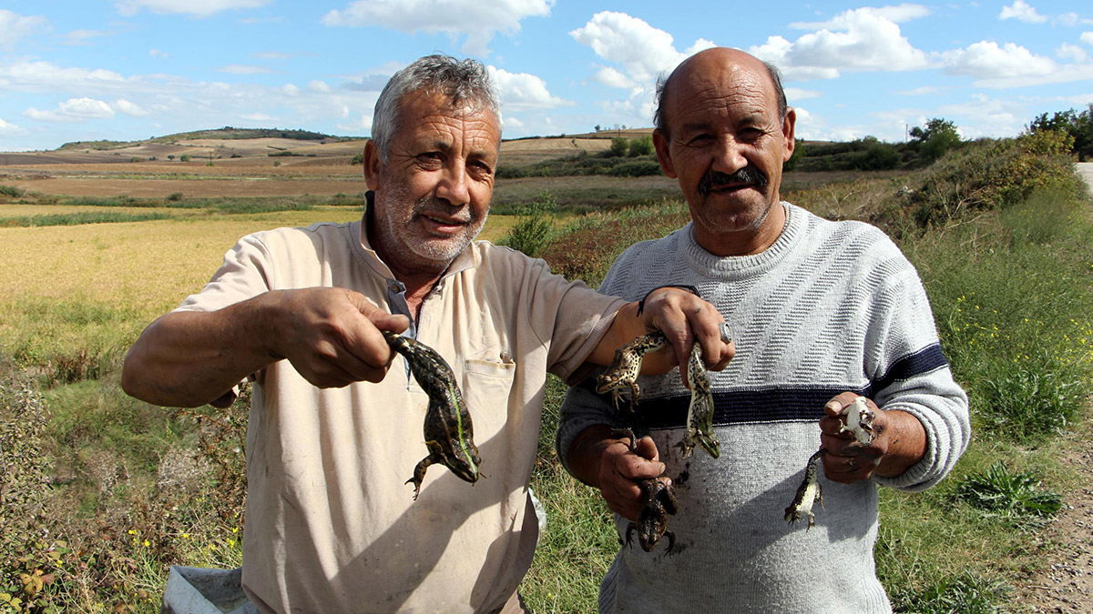 Edirne'deki 'kurbağa avcıları' sulak alanlarda avlanmaya başladı. Kurbağa ve Salyangoz Toplayıcıları Yardımlaşma ve Kalkınma Derneği Başkan Yardımcısı Ali Yalçın, "Yeni sezonu açtık. Geçimimizi kurbağa avlayarak sağlıyoruz. Kilosunu 60 liradan satıyoruz. Geçen sene kilosu 100 liradan satıyorduk, fiyatların artırılmasını istiyoruz" dedi.