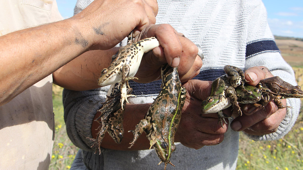 Kurbağa avcıları yeni sezonu açtı