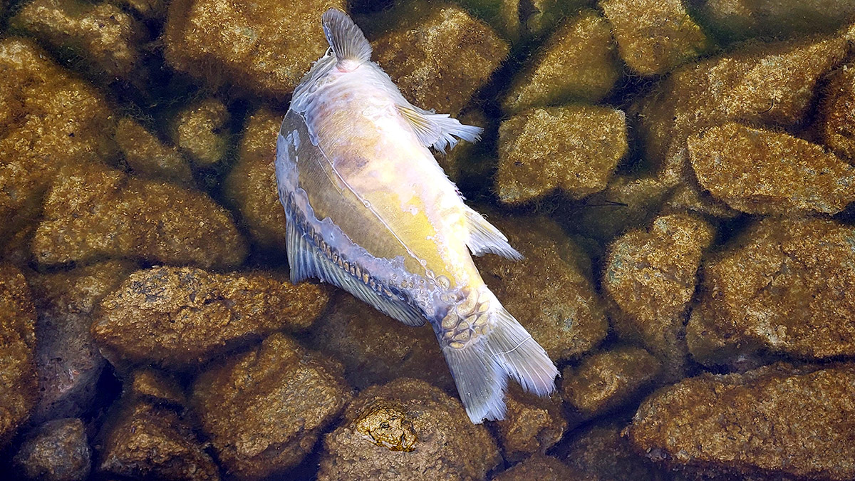 Gölköy Barajı Göleti'ndeki balık ölümlerine soruşturma