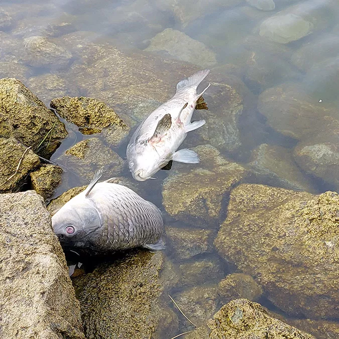 Gölköy barajı göleti'ndeki balık ölümlerine soruşturma