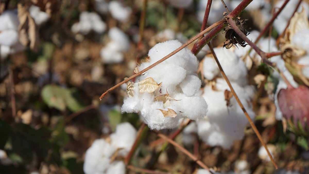 Hektaş, Dünya Pamuk Günü’nde iki milli tohumunu duyurdu