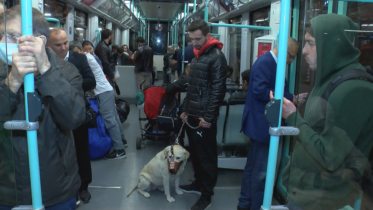 Evcil hayvanlarla seyahat başladı; kriter kafes