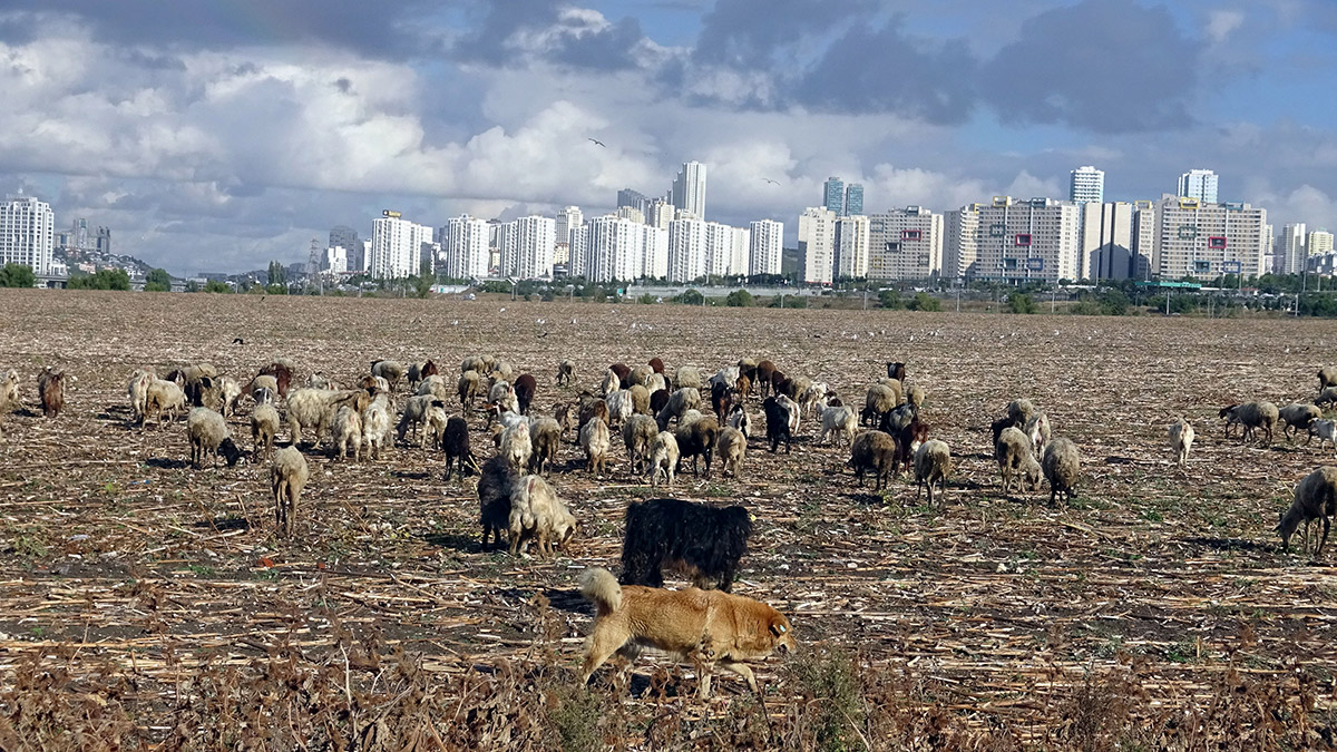 Lüks sitelerin önünde hayvan sürüsü