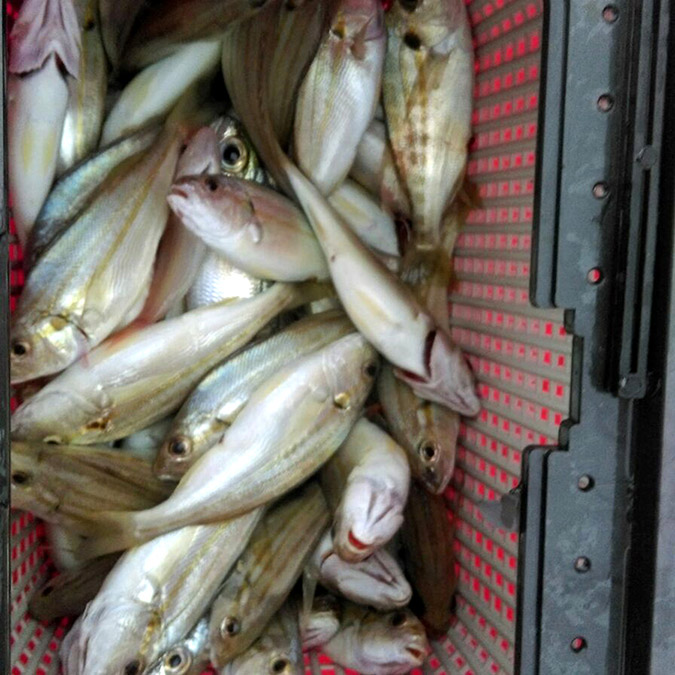 İstilacı türler Antalya Körfezi'ne dadandı