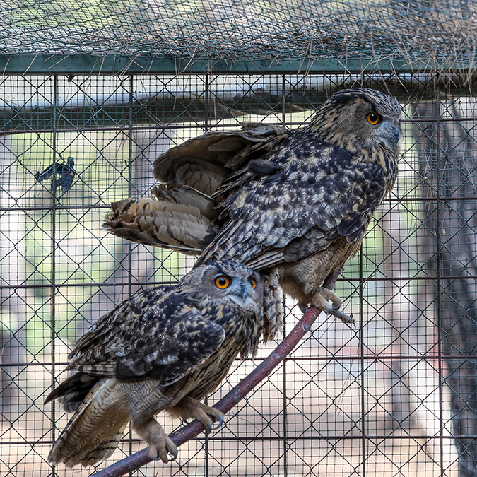 Kaçak avcıların vurduğu puhu çifti, uygulanan tedavinin ardından Antalya Büyükşehir Belediyesi Doğal Yaşam Parkı'ndaki yeni yuvada kalacak.