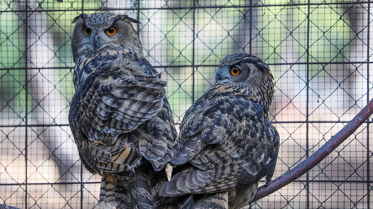 Kaçak avcıların vurduğu puhu çifti çiftleşmeye hazırlanıyor